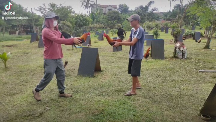comando gamefarm