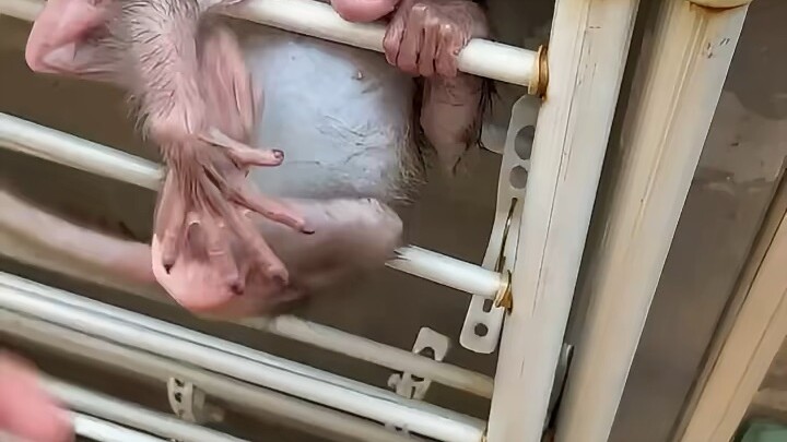 Baby monkey