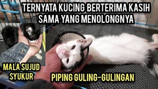 Masya Allah Anak Kucing Ini Ingat Sama Yang Menolongnya Lalu Guling-Gulingan Mau Ikut Pulang..!