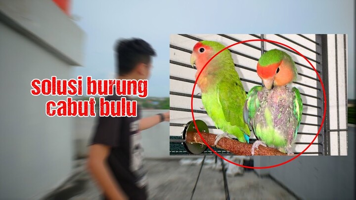 solusi burung cabut bulu