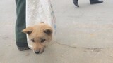Binatang|Anak Anjing Malang di Pasar