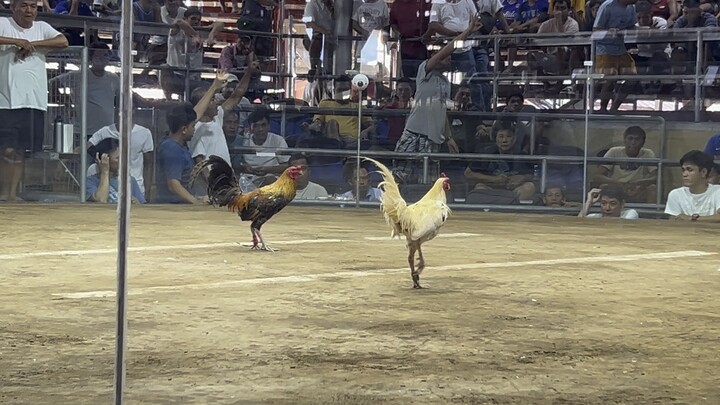 1st fight WIN Pilar coliseum 3hits 5/9/24