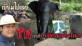 ช้างวาดรูปที่เก่งที่สุดในโลก
