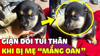 Đáng yêu biểu cảm 'BẤT LỰC' của bé cún con khi bị mẹ 'MẮNG OAN' 😅 | Gâu Đần