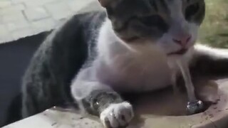 Seekor kucing liar di taman sedang haus dan tergeletak di atas meja air. Seorang paman yang lewat me