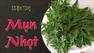 Chỉ 15 phút mỗi ngày, mụn nhọt nhiều đến cỡ nào cũng phải biến mất hoàn toàn nhờ 1 nắm lá đinh lăng