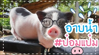 🐷น้องรวยอาบน้ำโชว์ตัวให้เด็กๆได้ชมความน่ารัก 🥰ตอนนี้น้องรวยเป็นขวัญใจเด็กๆในหมู่บ้านแล้วนะครับคนทุ