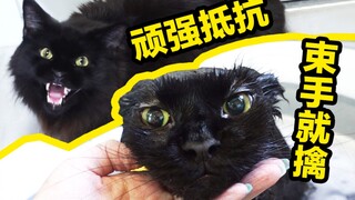 给一身肌肉的缅因猫洗澡，被铲屎官教育的像只假猫，眼神儿超无辜！