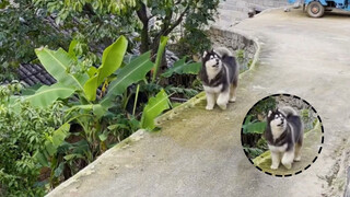 Peliharaan Lucu | Anjing yang Menguasai Rumah