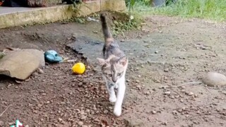 kangen si kembang kucing kesayangan