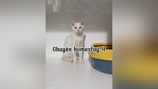 Hế lô mèo cat