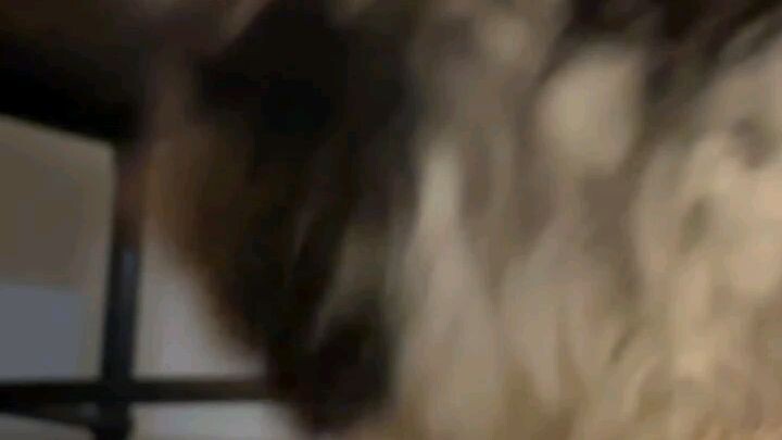 Cute cat video