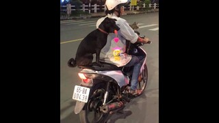 Trung Thu Linh Vẫn Một Mình =))