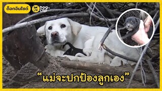 ช่วยแม่หมาเลี้ยงลูกน้อยลำพังในพงหญ้าข้างถนน | Dog's Clip