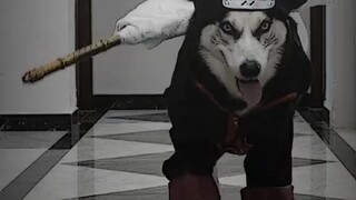 dogakatsuki 😂