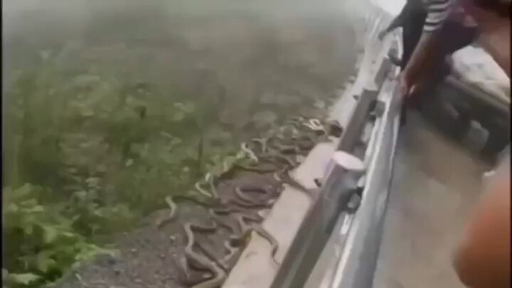 Snakes on the roadside