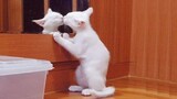 Funny Cats ✪ Cute and Baby Cats Vs Mirror Compilation