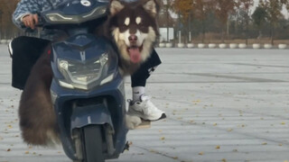 蛋黄：这就是我雪橇犬的速度 我妈说超级爽的 你们要来试试不