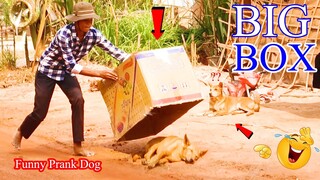 New Prank Dog! Super Big Box vs Prank Sleep Dog, Very Funny Try not to Laugh