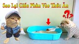 Thú Cưng TV | Dương KC Pets | Ken Trẻ Trâu Bướng Bỉnh #4 | chó Shiba vui nhộn | funny cute smart dog