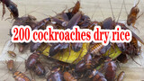 Animal | 200 Cockroaches Feeding