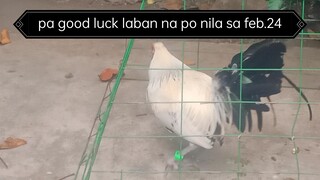 sched ngaung feb.24.24 sa coloseo de manila manok ng tropa at sna makalusot 🐓🐔