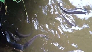panen ikan lele Langsung dari Kolam | panen ikan monster babon