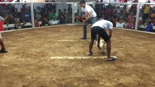 late upload pure white kelso 2nd fight