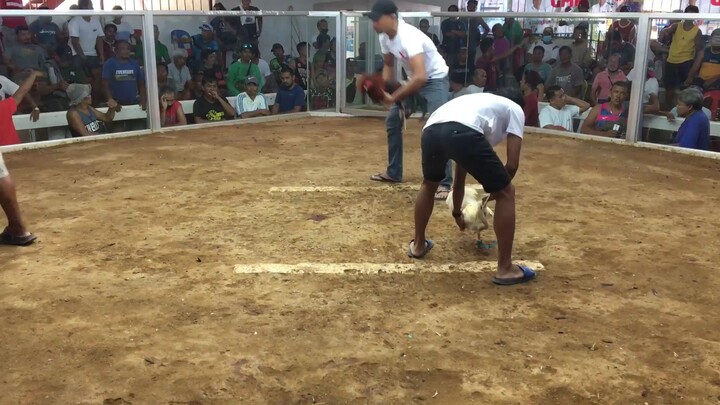 late upload pure white kelso 2nd fight