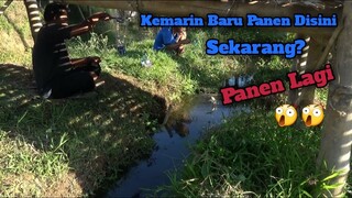 Kembali Mancing di Selokan Kecil Di Dalam Rumah Makan - STRIKENYA GAK KENDOR BROO