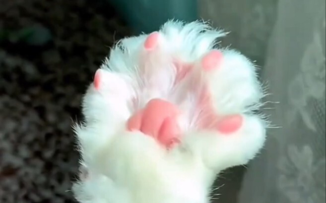 cat gloves