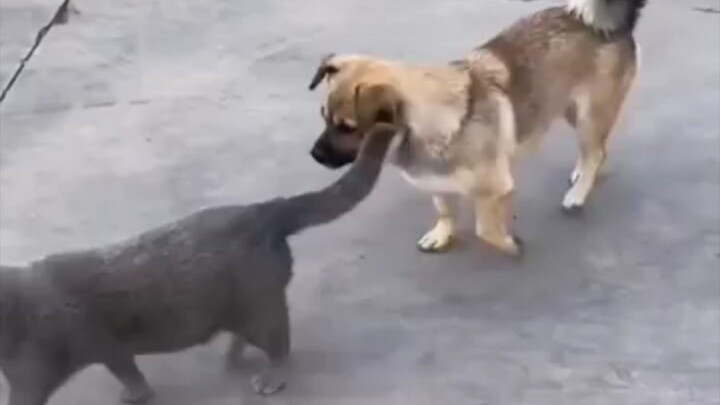 kucing vs anjing