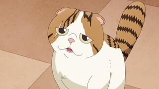 Torii tries to steal a cat | The Way of the Househusband Season 2