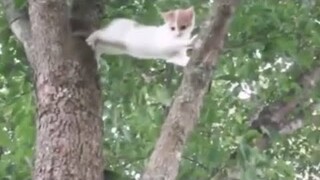 smart cats 🙀 kucing edan bikin heran | paling lucu kalee