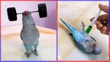 A Parrot That Lifts Weights