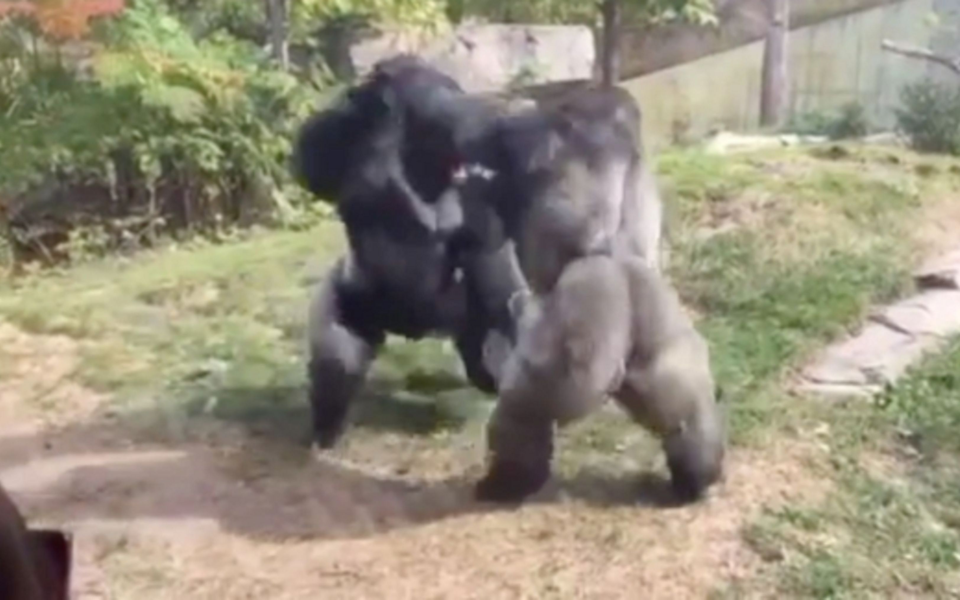 mountain gorilla fighting