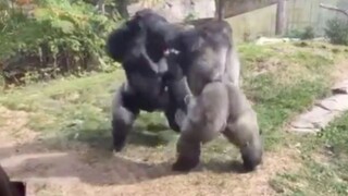 Adegan berenergi tinggi dari perkelahian hewan: Gorila punggung perak sangat kuat