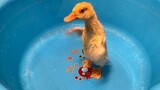 The First Time A Call Duck Swims
