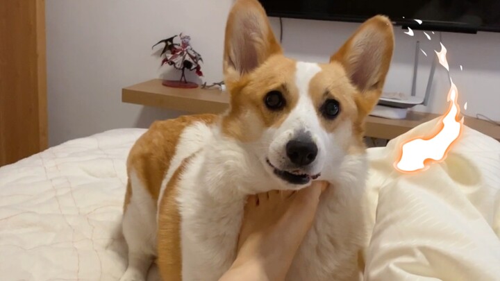 Thú cưng dễ thương | Cuộc sống hàng ngày của Corgi và chủ nhân