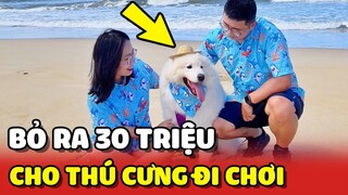 Chi hơn 30 TRIỆU để dẫn thú cưng Samoyed "ĐI CHƠI" từ Hà Nội ra Đà Nẵng 😍 | Yêu Lu