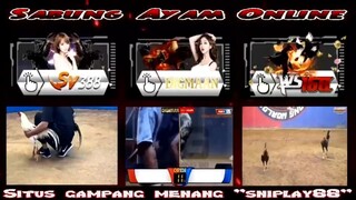 SABUNG AYAM - SABUNG AYAM ONLINE SNIPLAY88