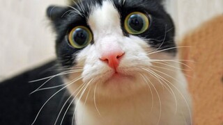 Time to Relax! Videos of funny cats and kittens for a good mood! 😻