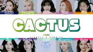 twice cactus