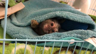 Marmoset Monkey Cage Update (ก่อนการออกแบบใหม่)