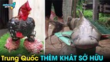 ✈️ 6 Loài Động Vật Cực Quý Của Việt Nam Mà Trung Quốc Luôn Mong Muốn Mang Về Nước | Khám Phá Đó Đây