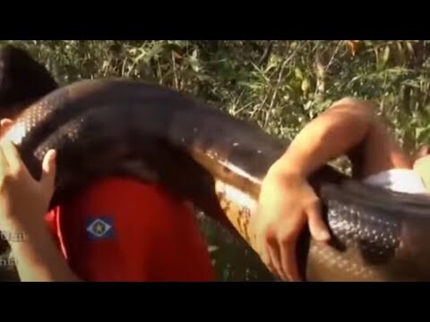 seorang petani menemukan ular phyton sebesar anaconda dikebun miliknya // dunia hewan