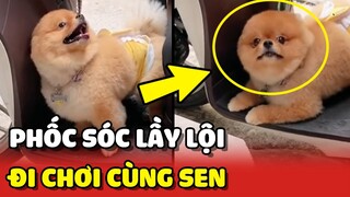 Chú chó Phốc Sóc giở trò LẦY LỘI khi con Sen không cho ĐI CHƠI 😂 | Yêu Lu