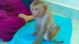 Extremely Adorable Baby Monkey Yaya after Take A Bath In The Morning