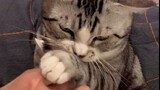 [Satwa] Vlog Bersama 2 Kucingku