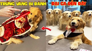 Thú Cưng Vlog | Trứng Bạc Và Trứng Vàng #16 | Chó gâu đần thông minh vui nhộn | Funny pets smart dog